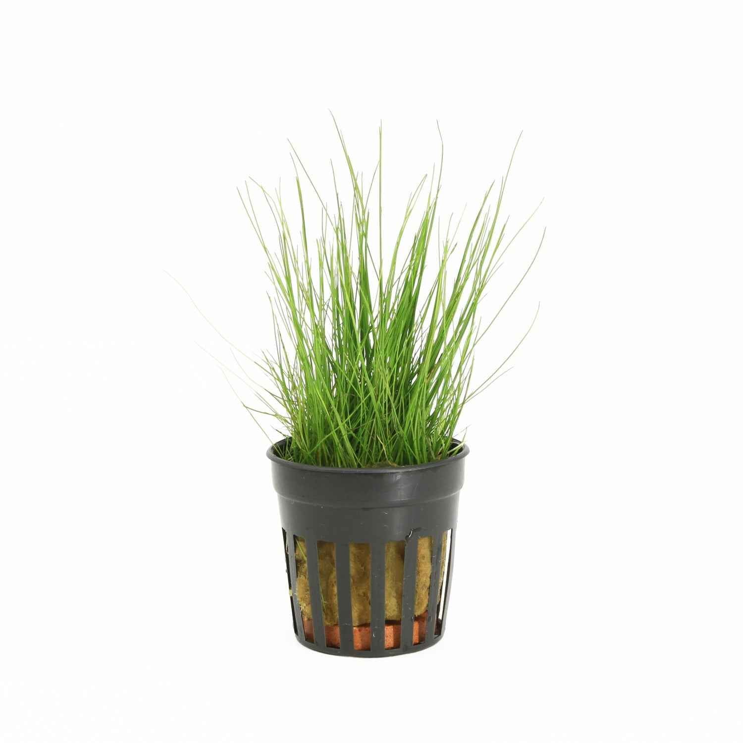 Eleocharis Parvula - Aquascape - Aquariumplants