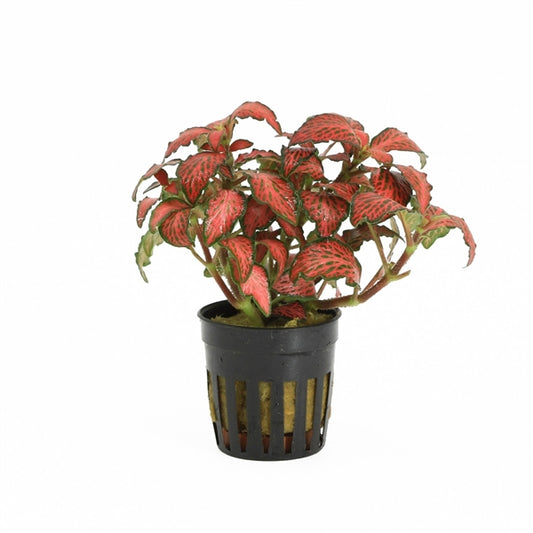 Fittonia Forrest Flame - Terrascape - Terrariumplants