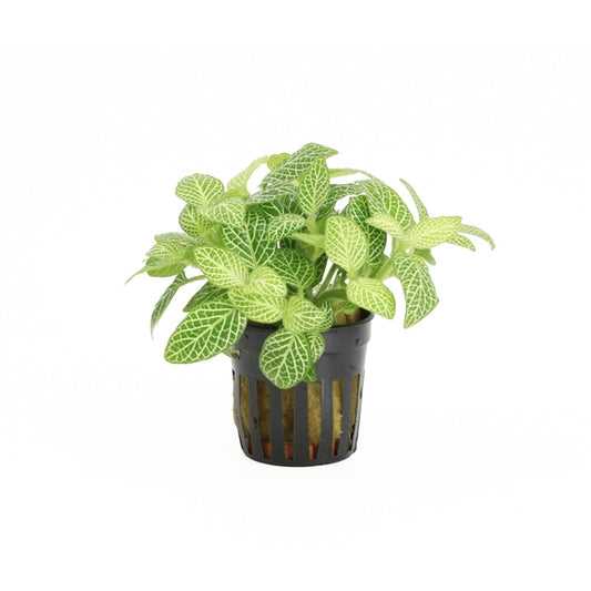 Fittonia White - Terrascape - Terrariumplants