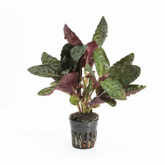 Hemiographis Colorata - Terrascape - Terrariumplants