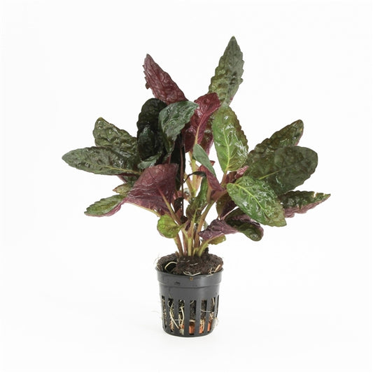 Hemiographis Colorata - Terrascape - Terrariumplants