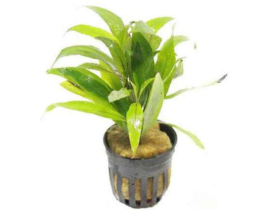 Hygrophila Angustifolia - Aquascape - Aquariumplants