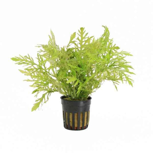Hygrophila Difformis - Aquascape - Aquariumplants