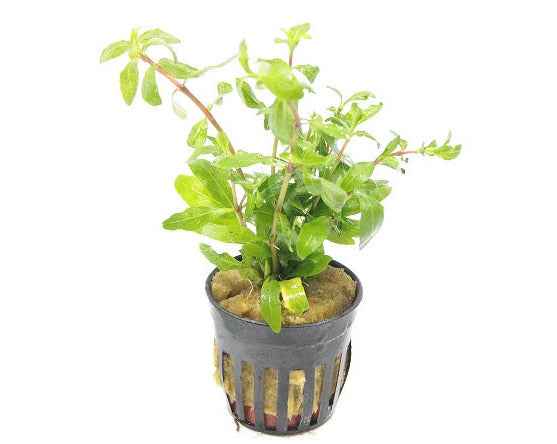 Hygrophila Polysperma - Aquascape - Aquariumplants