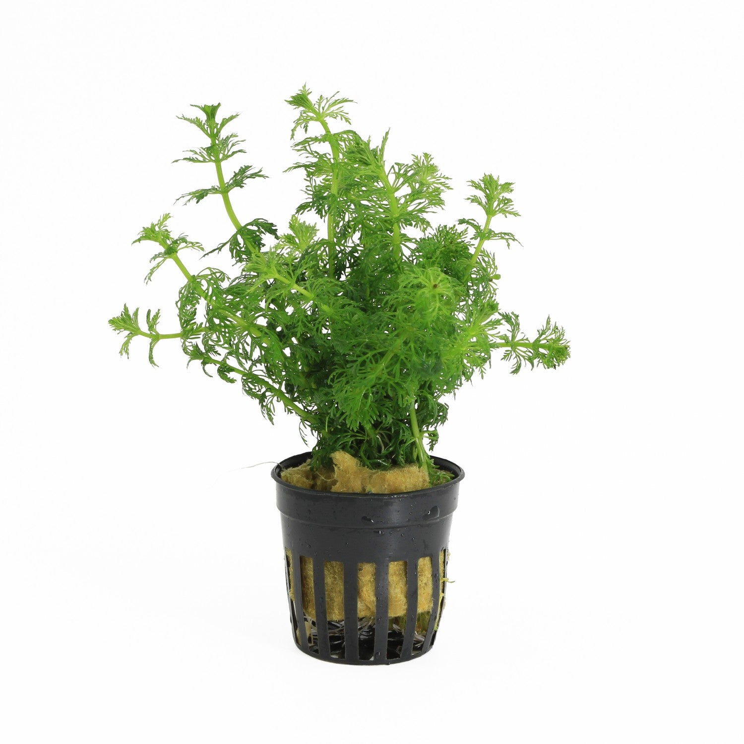 Limnophila Sessiliflora