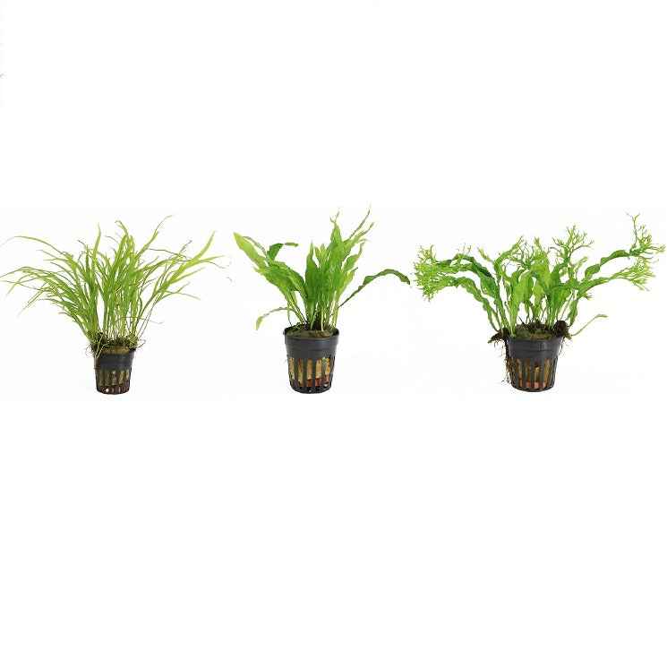 Microsorum 3 Pack - Aquariumplants - Aquascape