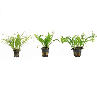 Microsorum 3 Pack - Aquariumplants - Aquascape