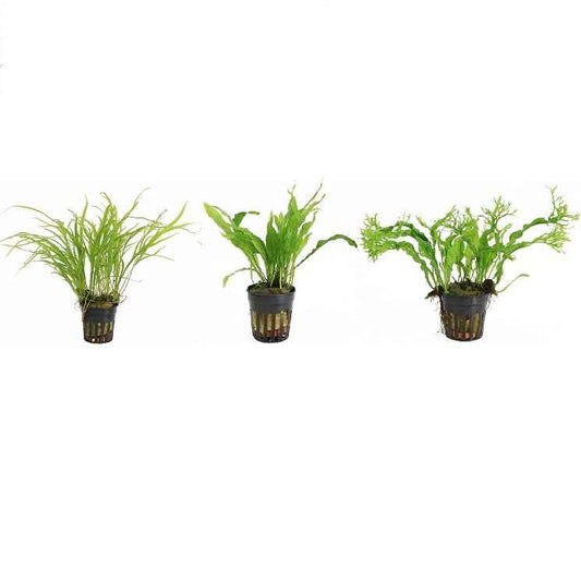 Microsorum 3 Pack - Aquariumplants - Aquascape