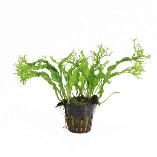 Microsorum Pteropus Specie - Aquascape - Aquariumplants