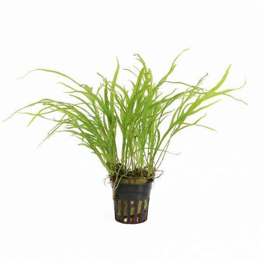 Microsorum Pteropus Trident - Aquascape - Aquariumplants