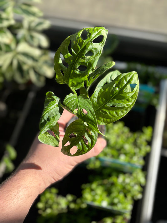 Monstera Mix - Terrascape - Terrariumplants