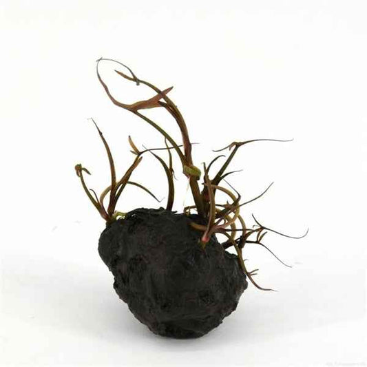 Nymphaea Stellata - Aquariumplants - Aquascape