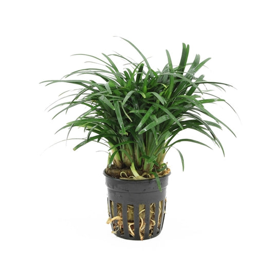 Ophiopogon Japonica Pussilus - Terrascape - Terrariumplants