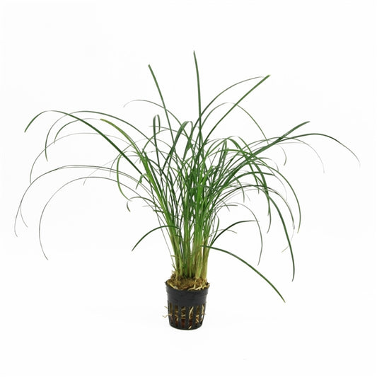 Ophiopogon Japonica - Terrascape - Terrariumplants