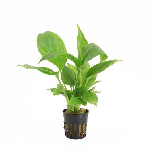 Spathiphyllum Wallisii - Terrascape - Terrariumplants