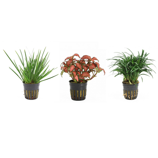 Terrarium 3 Pack - Terrascape - Terrariumplants