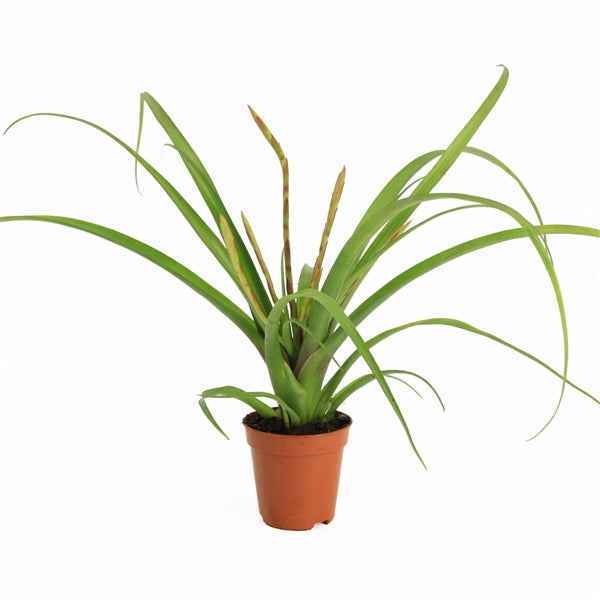 Tillandsia Bromelia - Terrascape - Terrariumplants