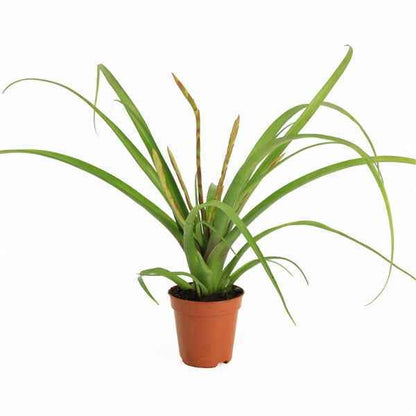 Tillandsia Bromelia - Terrascape - Terrariumplants