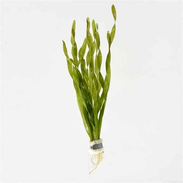 Vallisneria Asiatica - Aquascape -Aquariumplants