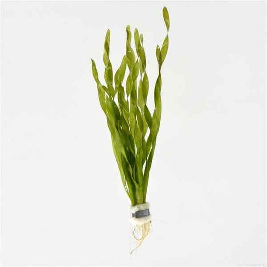Vallisneria Asiatica - Aquascape - Aquariumplants