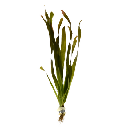 Vallisneria Gigantea - Aquascape - Aquariumplants