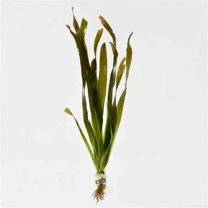 Vallisneria Gigantea - Aquascape - Aquariumplants