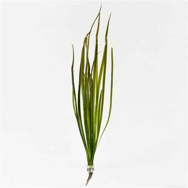 Vallisneria Spiralis Red - Aquascape - Aquariumplants