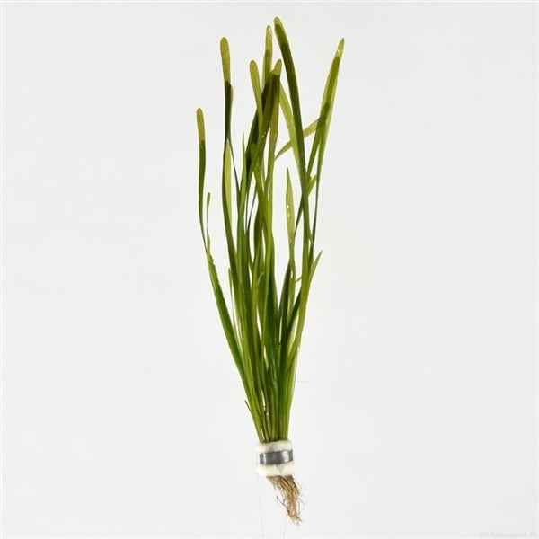 Vallisneria Spiralis - Aquascape - Aquariumplants