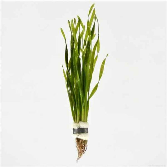 Vallisneria Torta - Aquascape - Aquariumplants