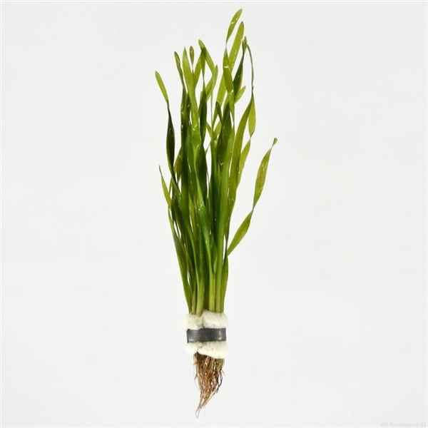 Vallisneria Torta - Aquascape - Aquariumplants