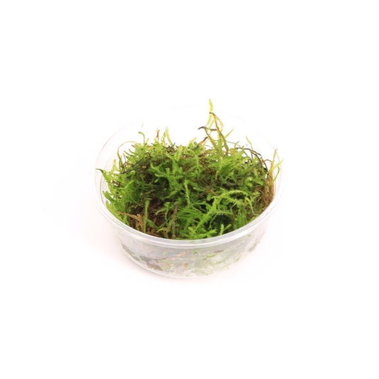 Vesicularia Dubyana - Aquascape - Aquariumplants