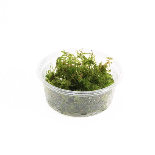 Vesicularia Montagnei - Aquascape - Aquariumplants