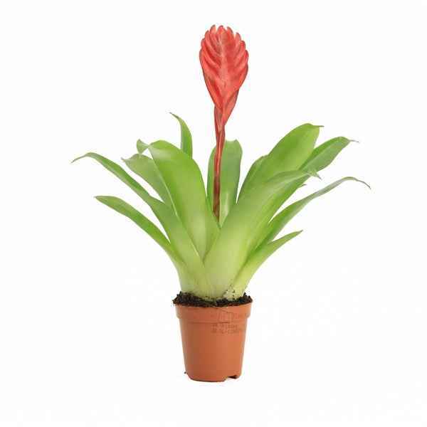 Vriesea Bromelia - Terrascape - Terrariumplants