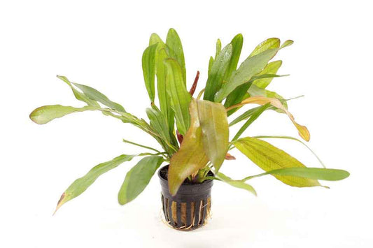 Echinodorus Horemanii Red